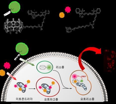 쿠커비투릴 및 아다만탄아민 분자 결합 이용한 세포 자가 포식 관찰 모형도 〈자료 : 기초과학연구원〉