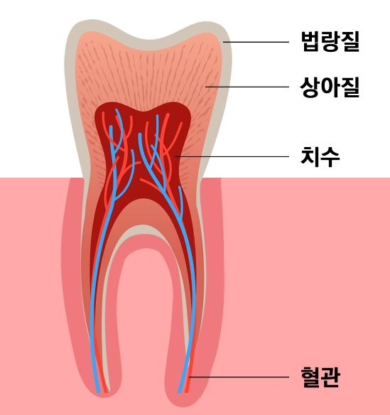 치아구조