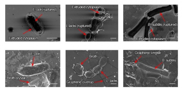 일반 전자현미경 기술을 이용하여 관찰한 죽은 세포(상) 와 그래핀 액상 셀을 이용하여 관찰한 살아있는 세포(하)의 주사전자현미경 이미지.