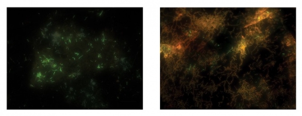 그래핀 액상 셀을 이용한 샘플과(좌) 일반 전자현미경 관찰한(우) 이후 형광분석법을 통한 세포의 생존성 검증. 살아 있는 세포는 녹색 형광을 보인다.