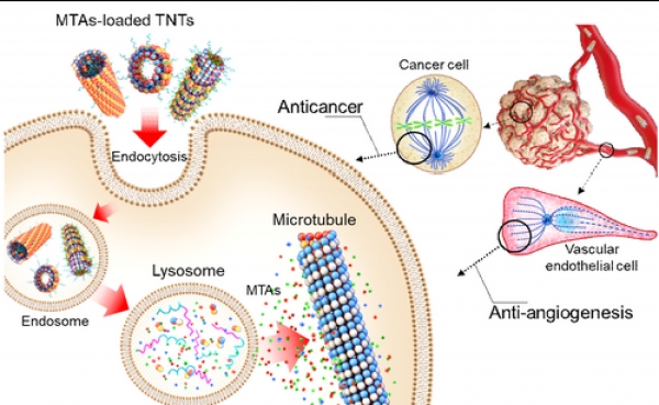 항암제가 탑재된 TNT(튜불린 나노 튜브)의 항암 및 혈관 형성 억제 작용 과정