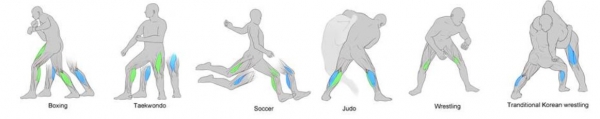 다양한 스포츠 카테고리의 선수들이 최대파워와 평균파워에 도달하는 데 관여하는 주요 근육. 파란색은 최대파워, 녹색은 평균파워로 표시됐다.