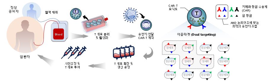 CAR-T 세포치료제의 제작 및 투여 과정과 CAR를 이용한 암세포 특이적 이중타겟 모식도. 