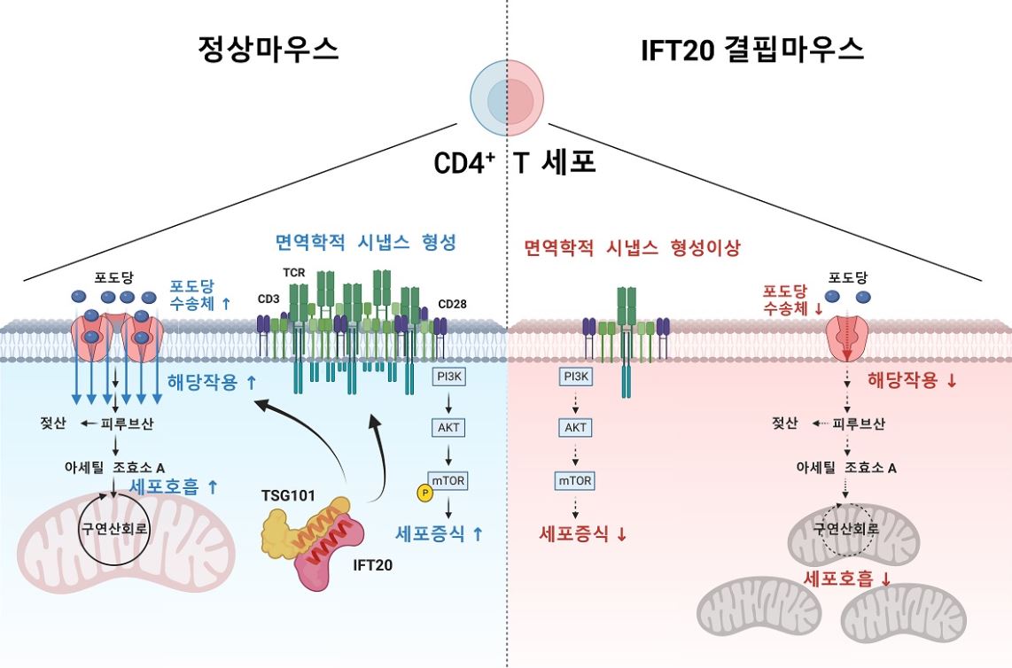 IFT20단백질은 TSG101과 결합하여 면역학적 시냅스를 형성함. 면역학적 시냅스가 형성되면 PI3K-AKT-mTOR 신호가 증폭되어 CD4+ T세포가 증식하고 포도당수송체가 증가하여 해당작용과 세포호흡이 증가한다. IFT20이 결핍된 CD4+ T세포에서는 면역학적 시냅스 형성이 저하되며 이로 인해 세포증식과 해당작용, 세포호흡 모두 감소한다.