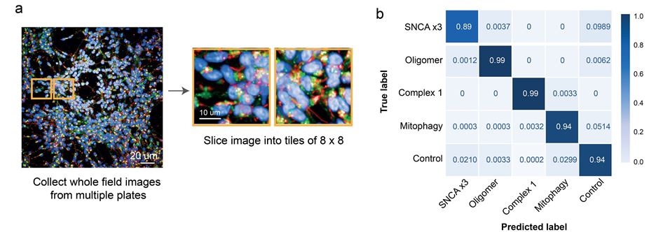 a. 고속-대용량 이미징 시스템을 통해 촬영된 환자 역분화 만능 줄기세포 유도 신경 세포의 예 (핵: 파란색, 미토콘드리아: 빨간색, 리보좀: 초록색). 전체 사진을 8 X 8 로 슬라이스 한 후 각각의 조각 이미지. b. 예측 결과를 보여주는 오차 행렬 (Confusion Matrix). 