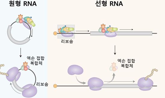 원형 RNA의 경우, 엑손 접합 복합체(EJC)가 원형 RNA에 결합하고, eIF3 복합체와 리보좀을 끌어옴으로써 원형 RNA의 단백질 합성을 유도한다. 반면에 선형 mRNA의 경우, 엑손 접합 복합체가 안정하게 선형 mRNA에 결합하지 못하기 때문에, 엑손 접합 복합체를 통한 단백질 합성은 매우 비효율적으로 일어나게 된다.