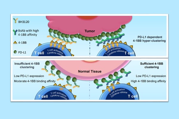 북경한미약품이 미국암연구학회(AACR 2023)에서 발표한 BH3120의 작용 기전. 종양(Tumor)에서는 ‘BH3120(왼쪽 Y자 물질)’과 ‘4-1BB 결합력이 높은 이중항체(오른쪽 Y자 물질)’ 모두 강력한 항암효과를 유도하지만, 일반 조직(Nomal Tissue)에서는 BH3120이 4-1BB 결합력이 높은 이중항체와 달리 불필요한 면역활성화를 최소화해 보다 안전성을 지닌다는 내용.[그림=한미그룹]