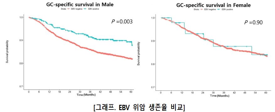 남성(왼쪽)에서는 EBV 위암(파란색)이 그 외 위암(붉은색)에 비해 높은 생존율을 보였으나 여성(오른쪽)에서는 그러한 차이가 드러나지 않았다.